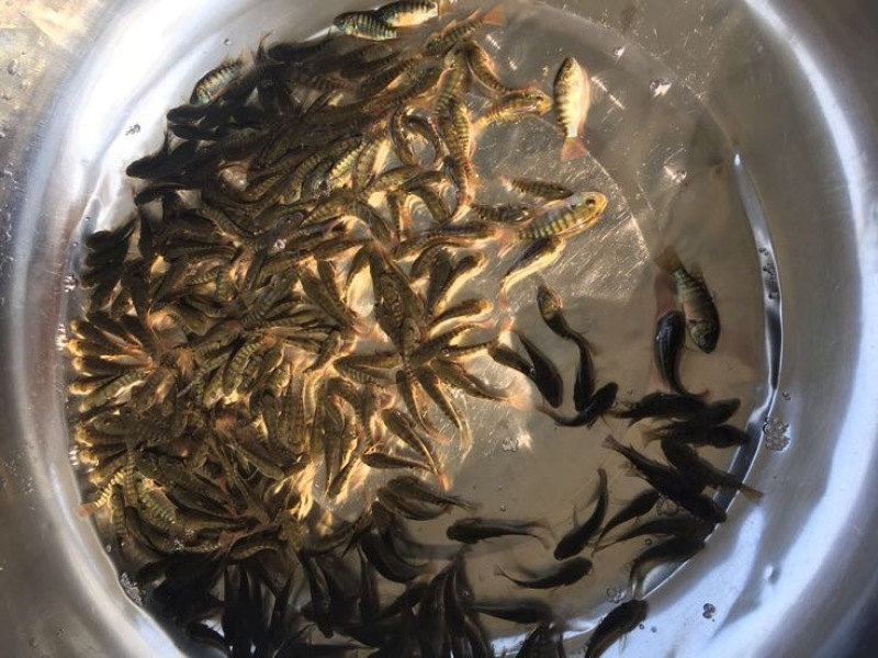 罗非鱼苗吉富罗非鱼苗红罗非