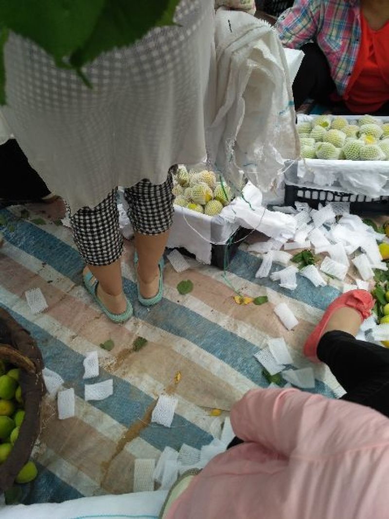 凯特杏，金太阳杏，小白杏，丰园红杏