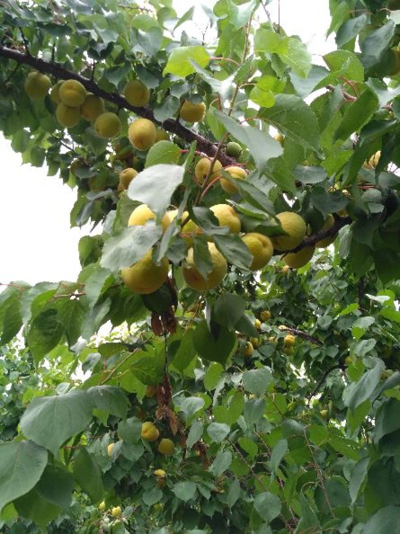 凯特杏，金太阳杏，小白杏，丰园红杏