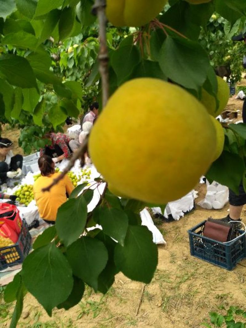 凯特杏，金太阳杏，小白杏，丰园红杏