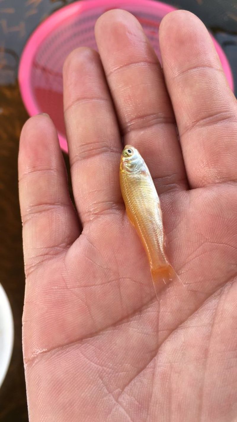 草鱼苗金草鱼俄罗斯金丝魭