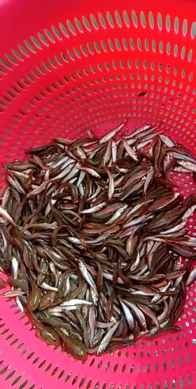 草鱼苗金草鱼俄罗斯金丝魭