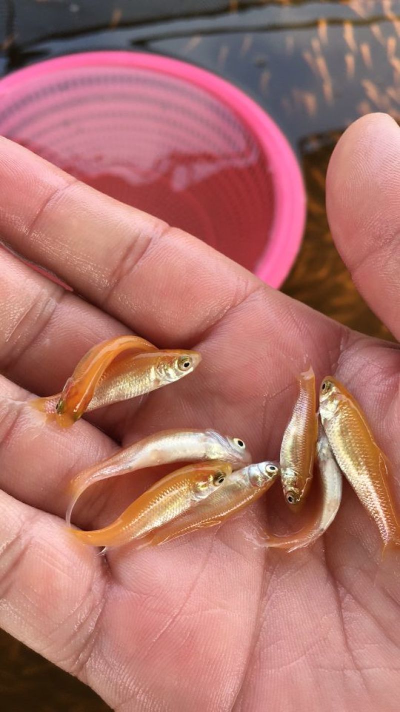 草鱼苗金草鱼俄罗斯金丝魭