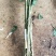 黄金菊50~80cm