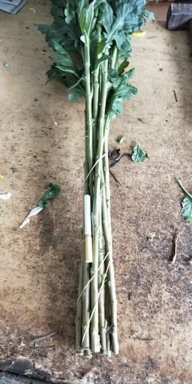黄金菊50~80cm