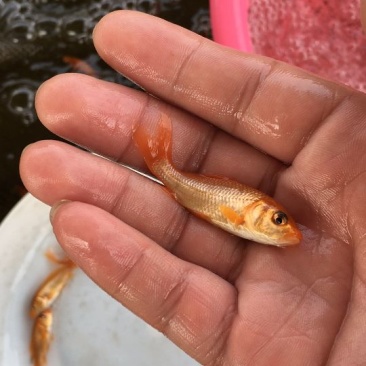 金鲤鱼红鲤鱼成率高生长快