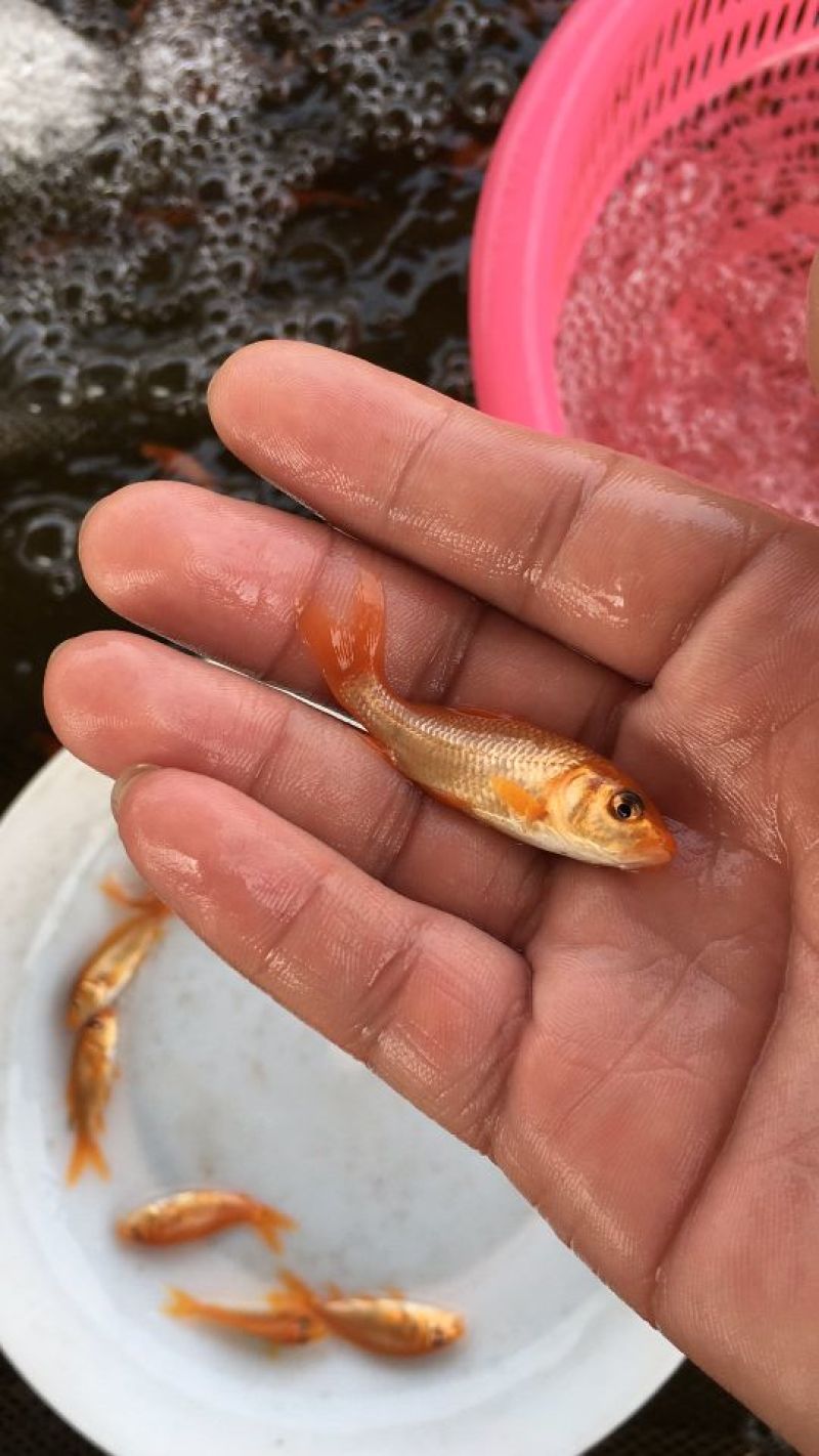 金鲤鱼红鲤鱼成率高生长快