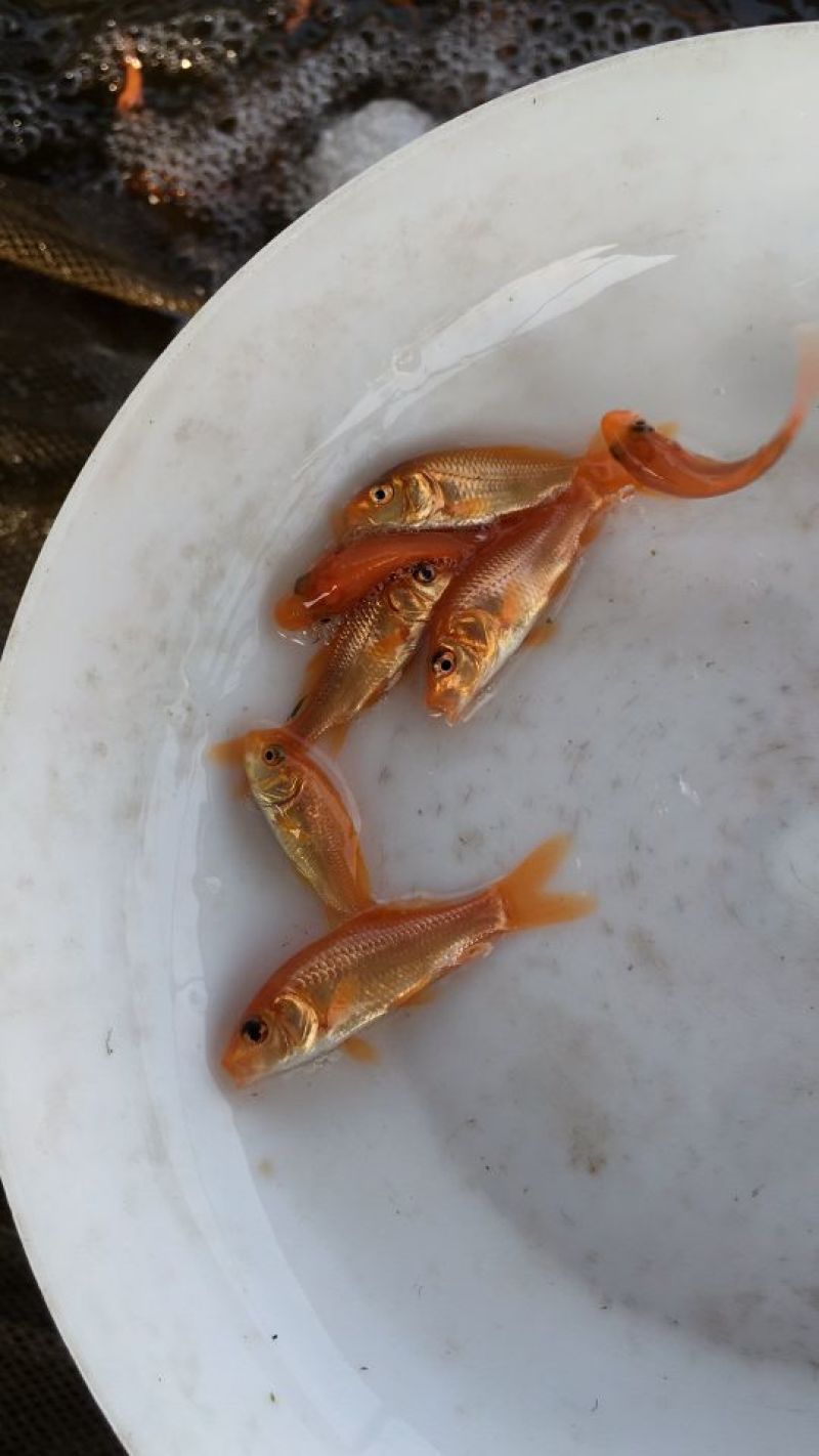 金鲤鱼红鲤鱼成率高生长快