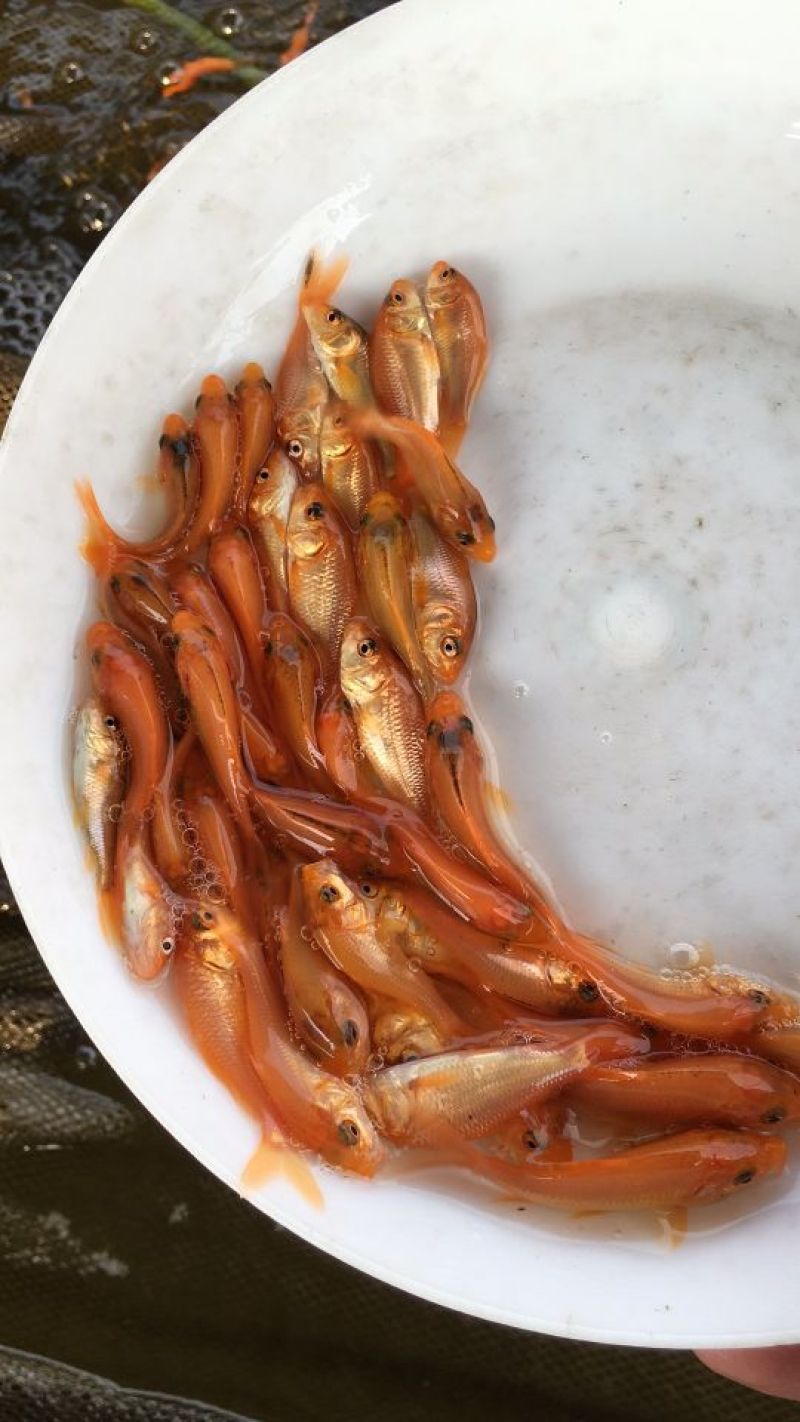 金鲤鱼红鲤鱼成率高生长快