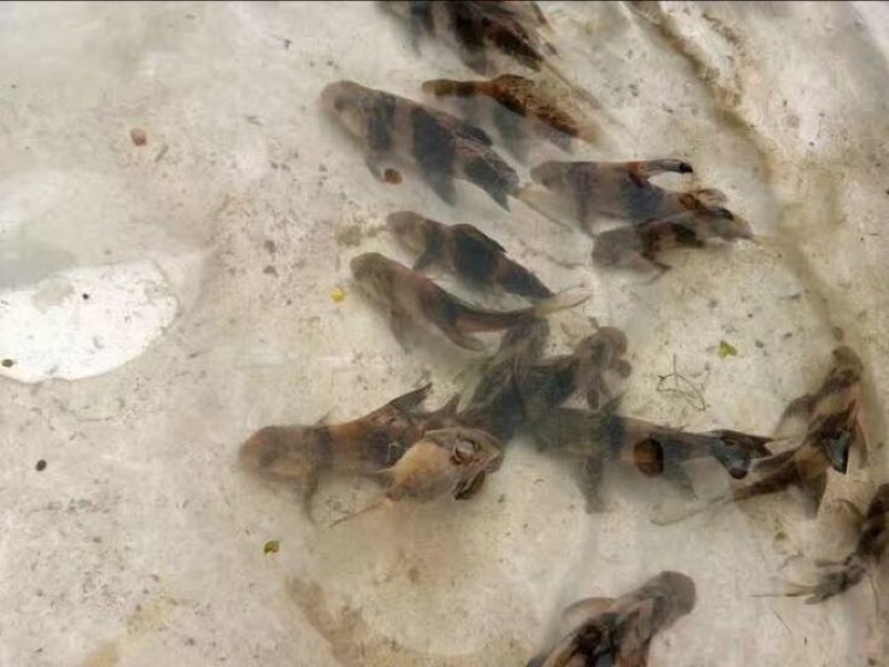 胭脂鱼一帆风顺鱼苗大量批发量大从优