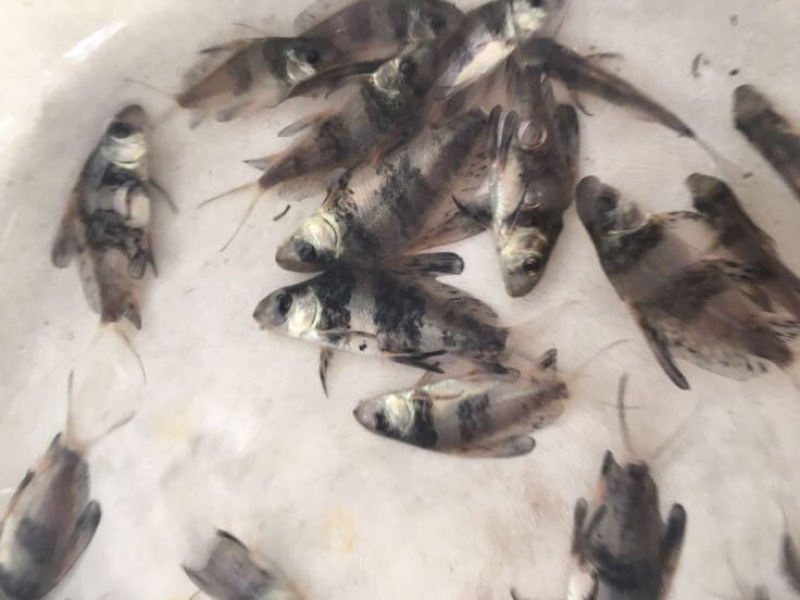 胭脂鱼一帆风顺鱼苗大量批发量大从优