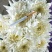 白菊花50~80cm