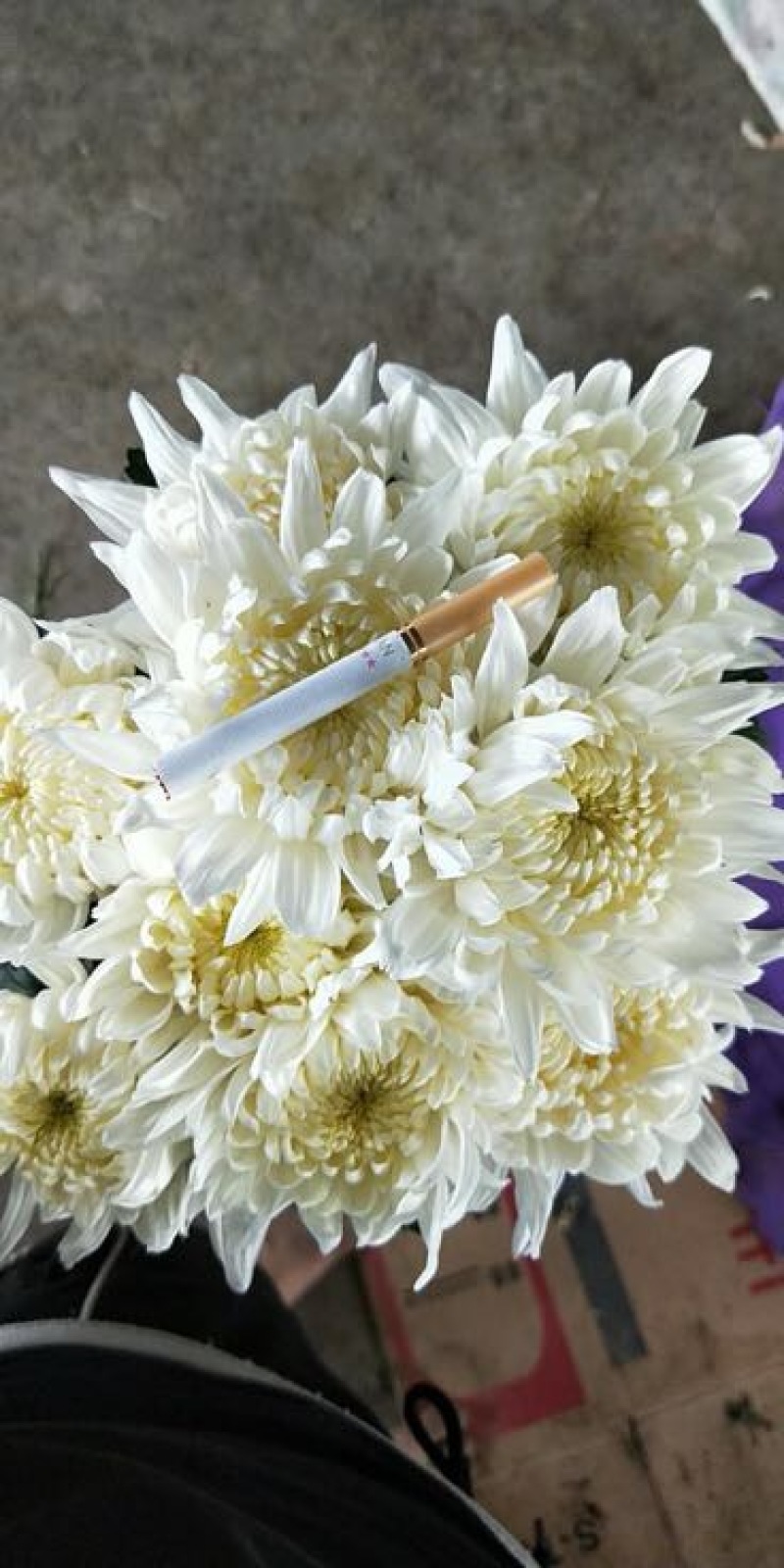 白菊花50~80cm