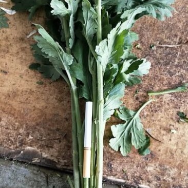 白菊花50~80cm