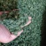 文山三年三七花云南人工干货现货