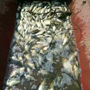 丹江湖野生鲫鱼