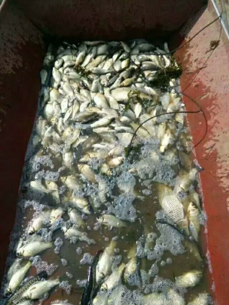 丹江湖野生鲫鱼