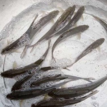 银鳕鱼苗野生鳕鱼、大鳞鲃批发