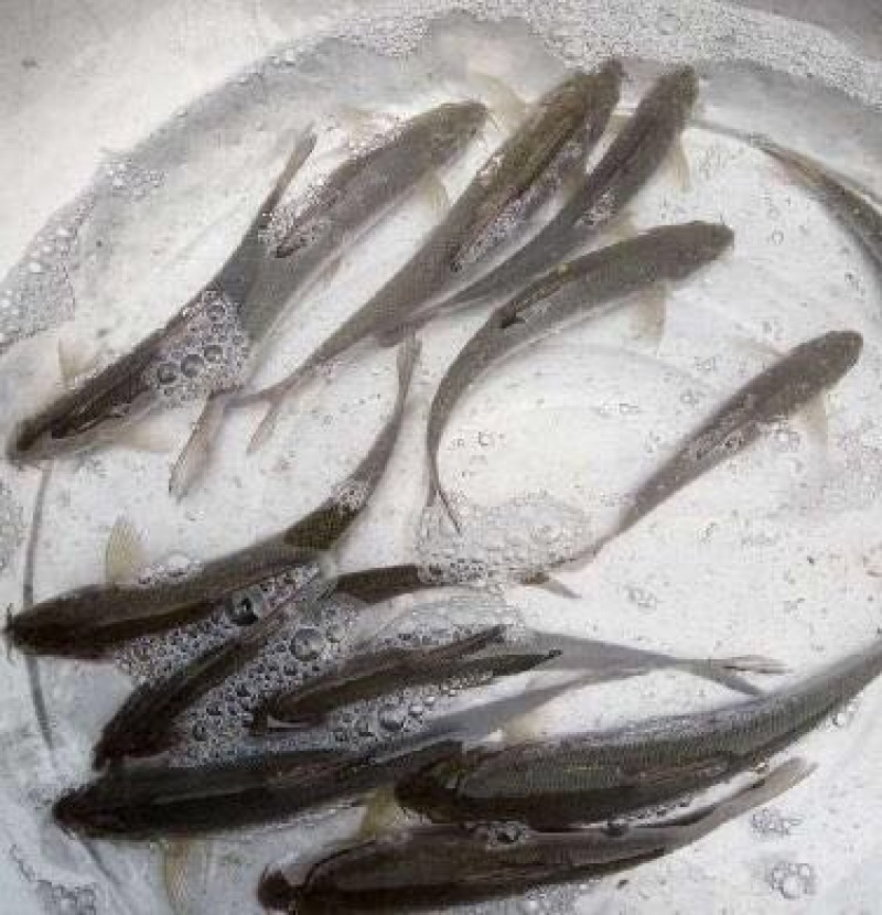 银鳕鱼苗野生鳕鱼、大鳞鲃批发