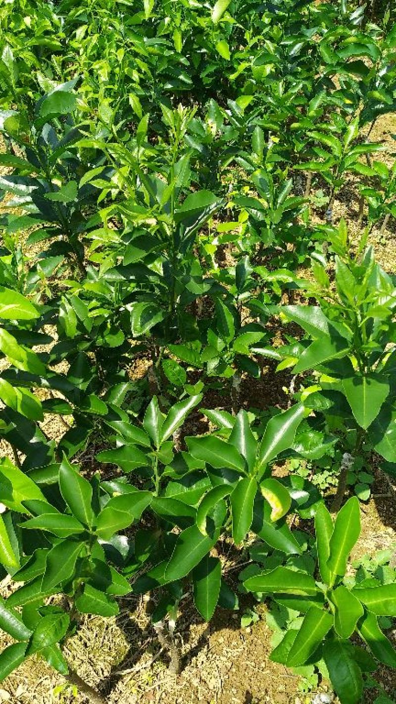 沃柑苗30~50cm