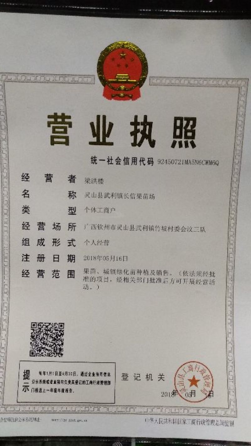沃柑苗30~50cm