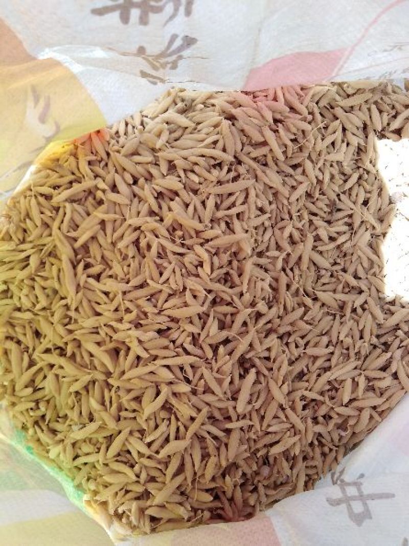 麦冬山东麦冬，自然风干麦冬无硫，过筛货，大统货