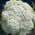 白面青梗松花菜散花2~3斤乳白