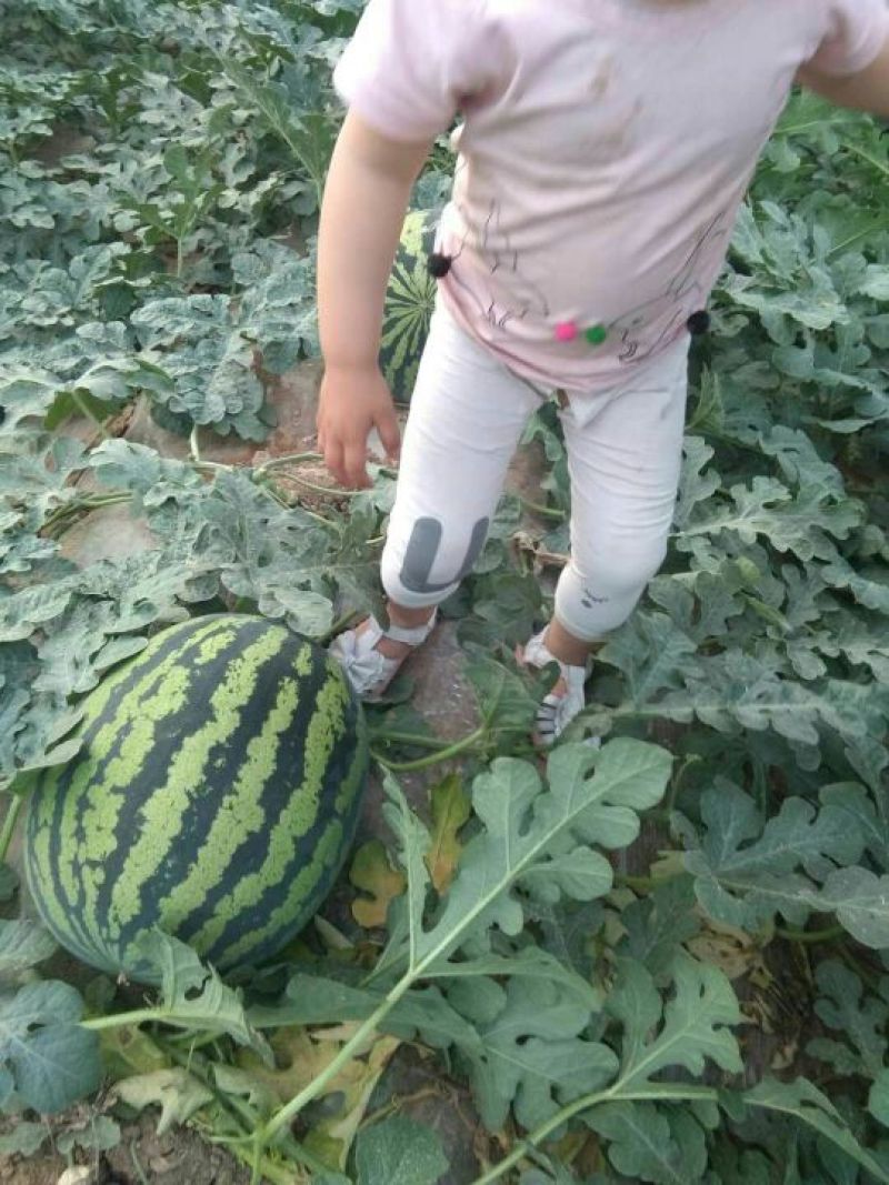蒲城西瓜大量上市！