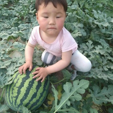 蒲城西瓜大量上市！