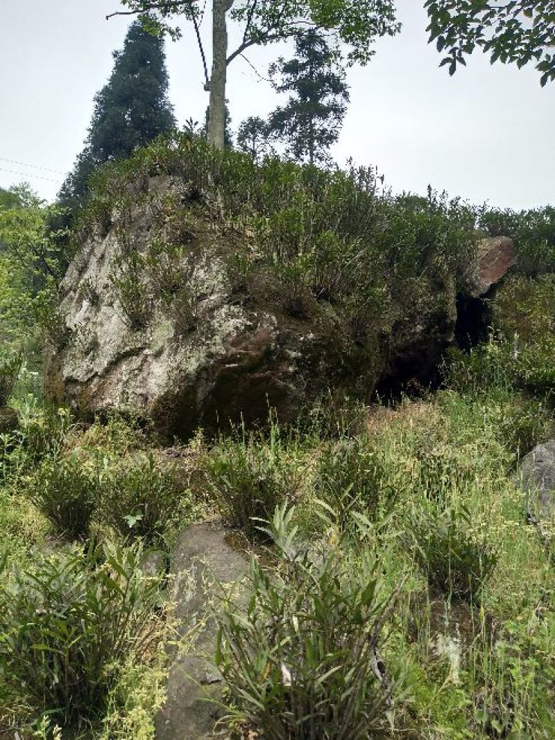 夹江叠鞘石斛苗，种植发展，花卉盆景必备