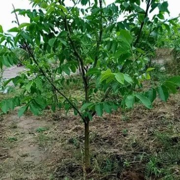 桃树