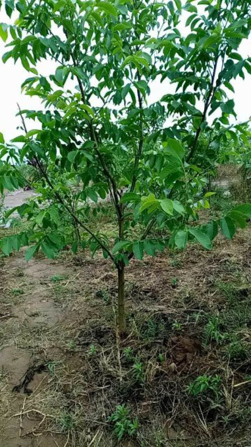 桃树