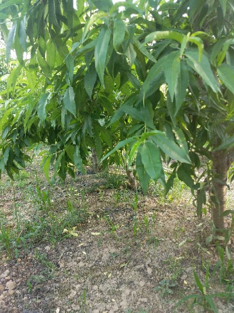 桃树