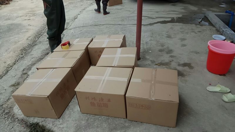大口鲶鱼苗淡水养殖成率高易饲养