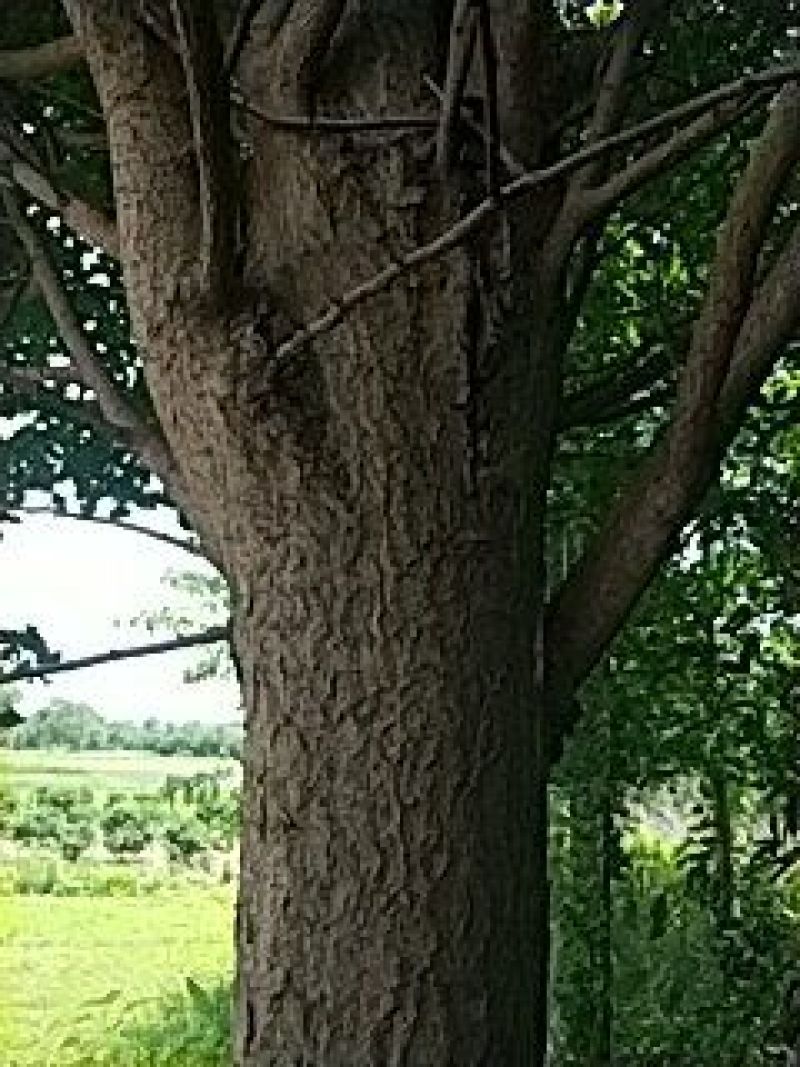 银杏树