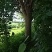 银杏树