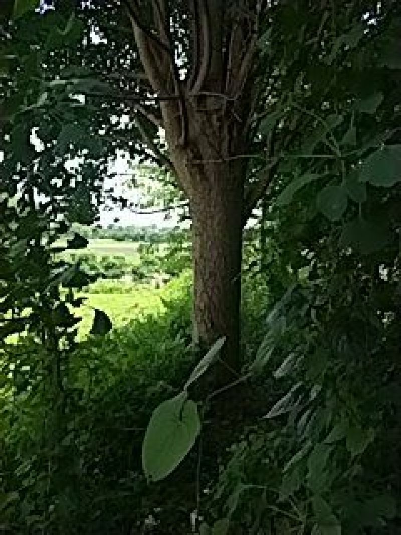银杏树