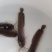胡子鲶鱼苗塘鲺塘角鱼