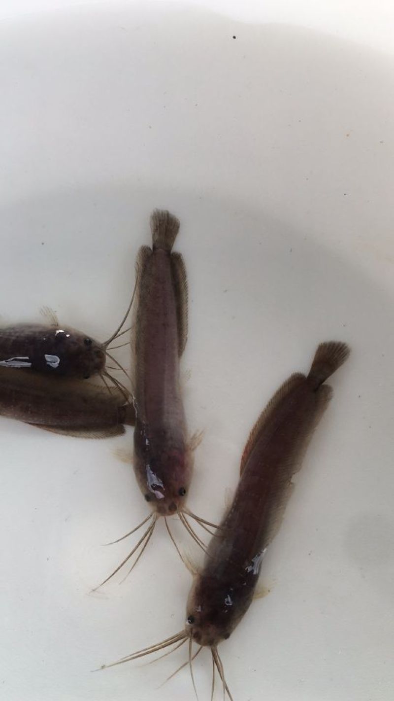 胡子鲶鱼苗塘鲺塘角鱼