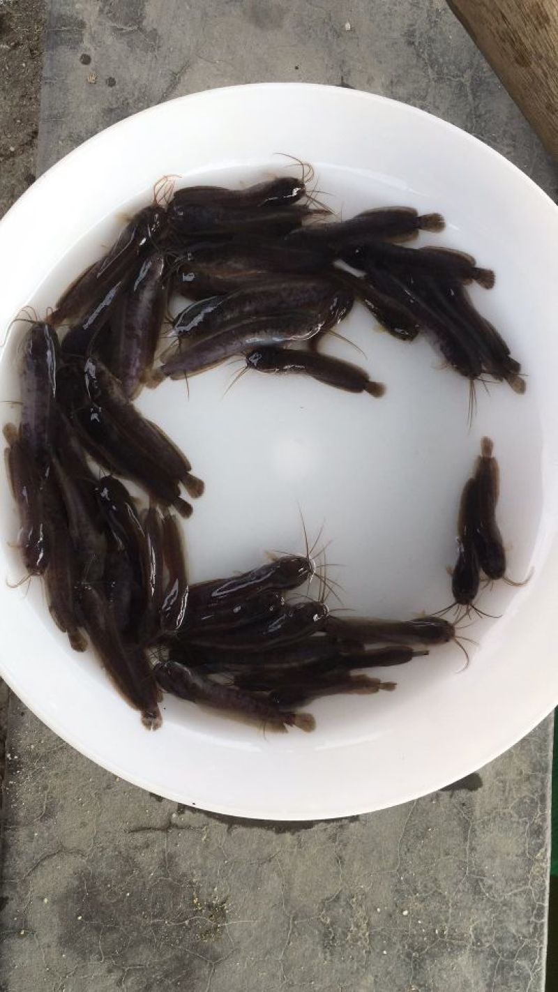 胡子鲶鱼苗塘鲺塘角鱼