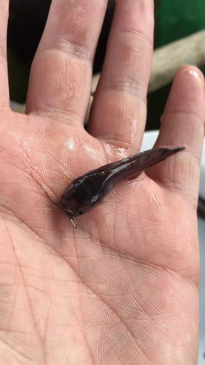胡子鲶鱼苗塘鲺塘角鱼