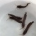 胡子鲶鱼苗塘鲺塘角鱼