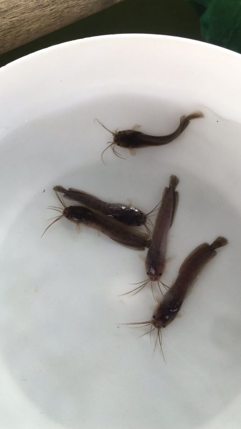 胡子鲶鱼苗塘鲺塘角鱼