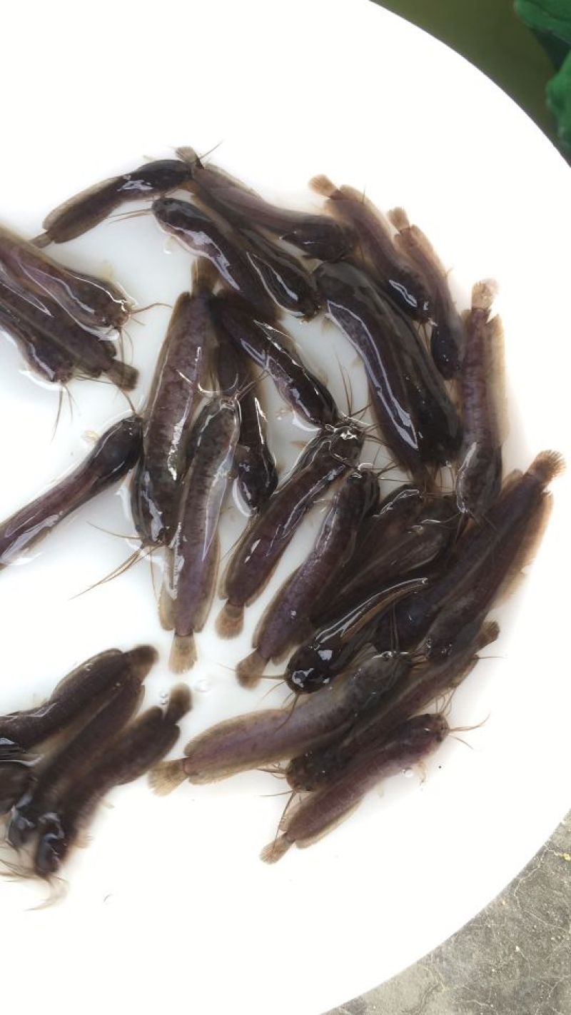 胡子鲶鱼苗塘鲺塘角鱼