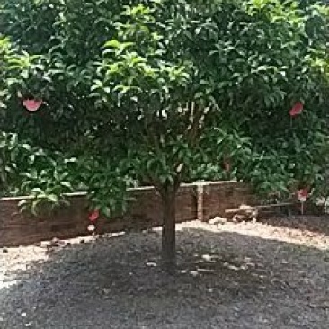 桂花树