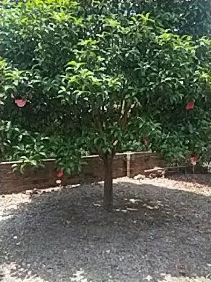 桂花树