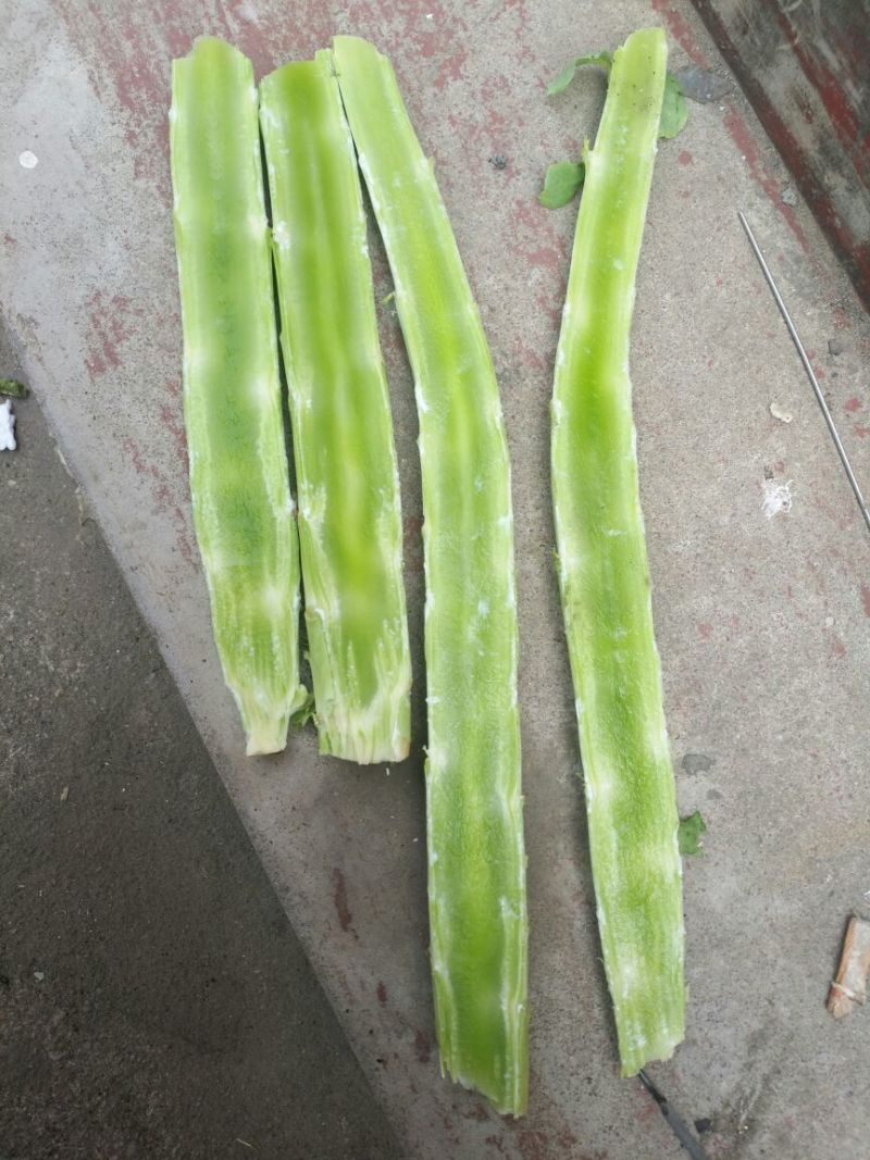 莴苣杆子