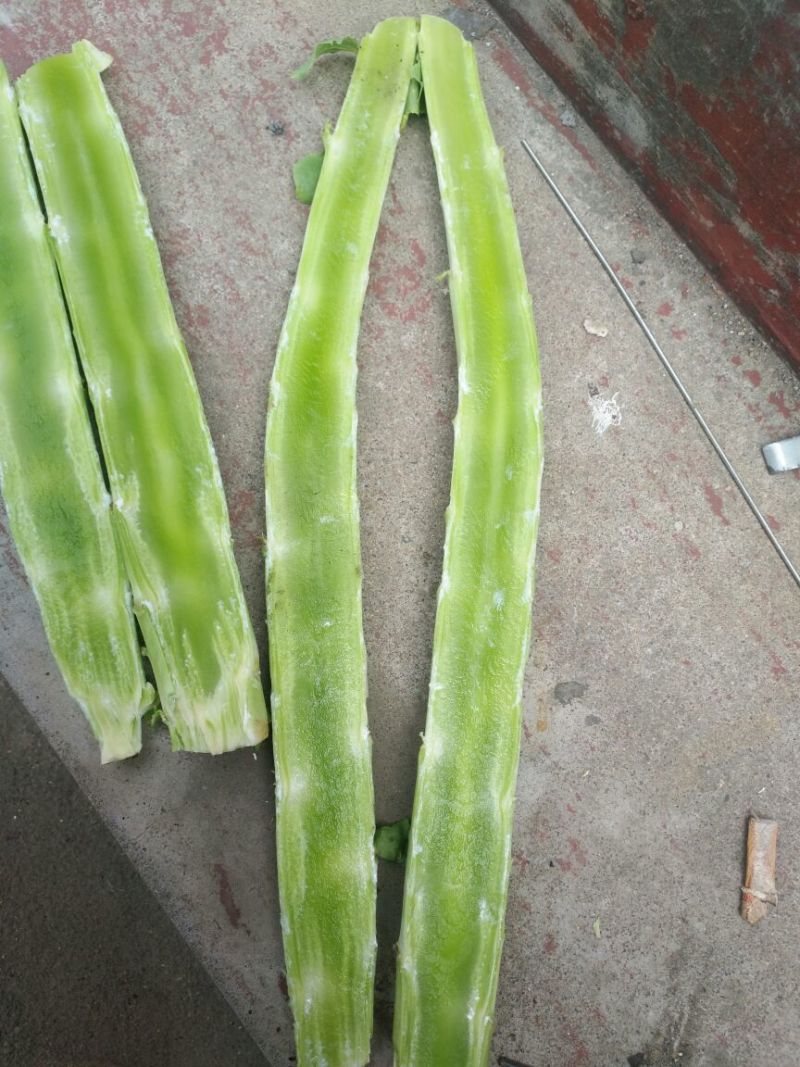 莴苣杆子
