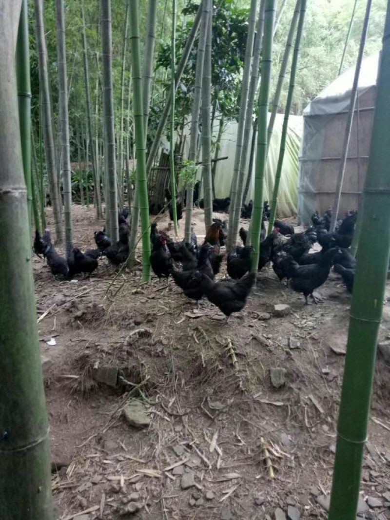 黑土鸡蛋