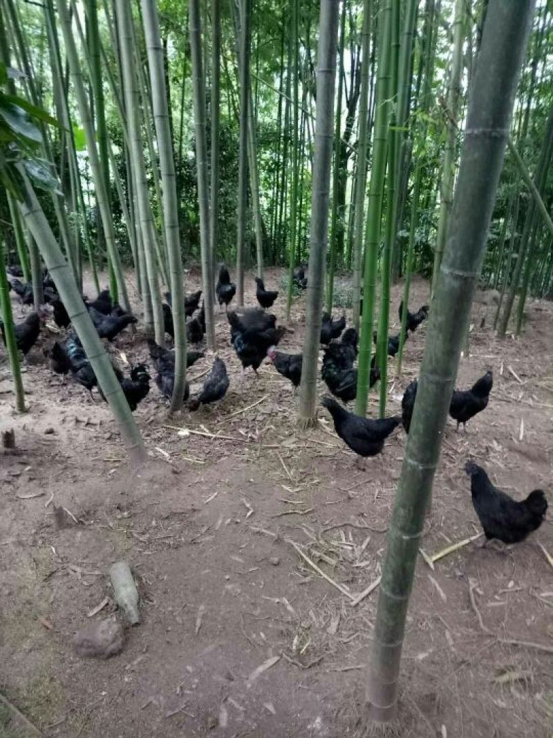 黑土鸡蛋